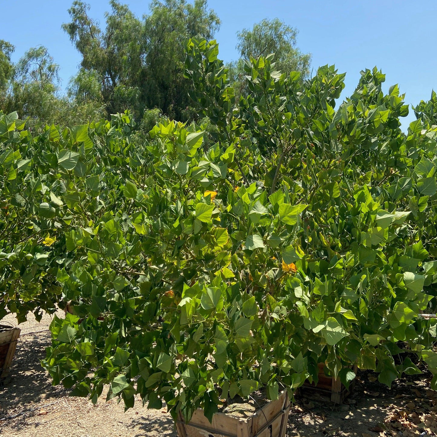 Australian Coral Tree