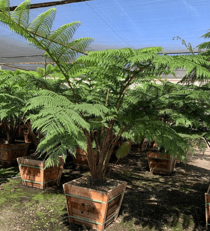 Mature Trees for Sale | Large Trees for Sale Online | Yardwork Nursery