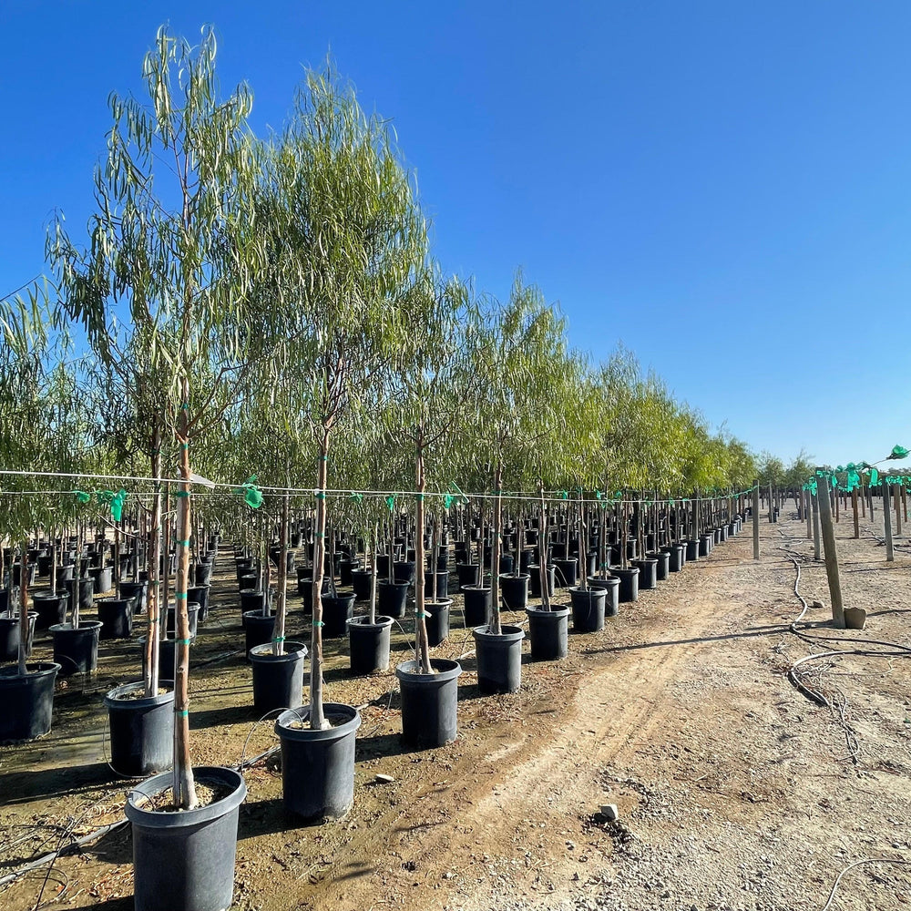 
                      
                        Australian Willow - Geijera parviflora - Pulled Nursery
                      
                    