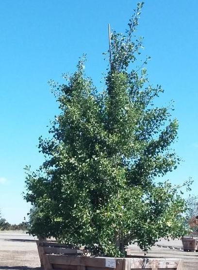 
                      
                        Autumn Gold Gingko (Gingko Biloba 'Autumn Gold') - Pulled Nursery
                      
                    