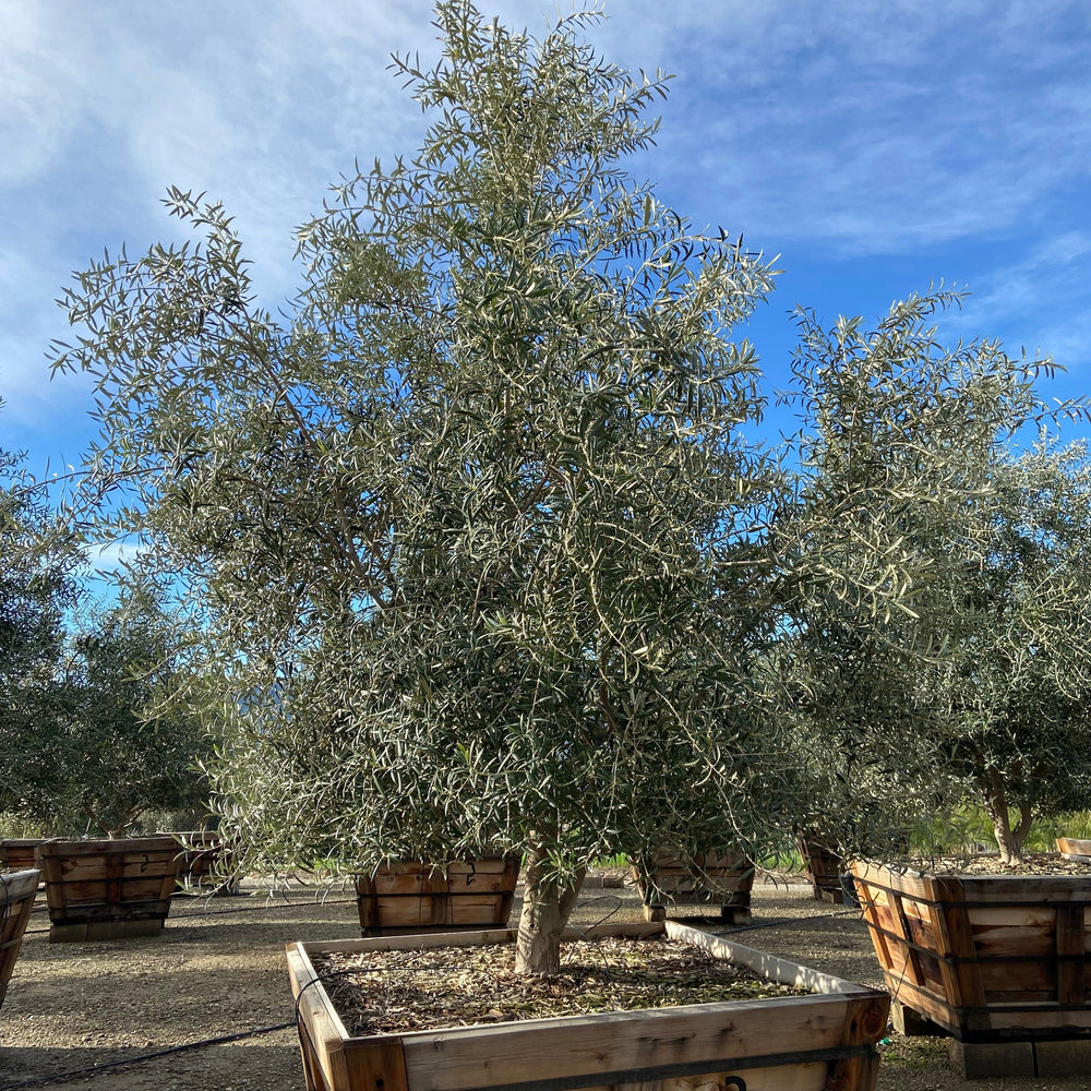 
                      
                        Swan Hill Olives® Fruitless Olive Tree - Olea Europaea 'Swan Hill' - Pulled Nursery
                      
                    