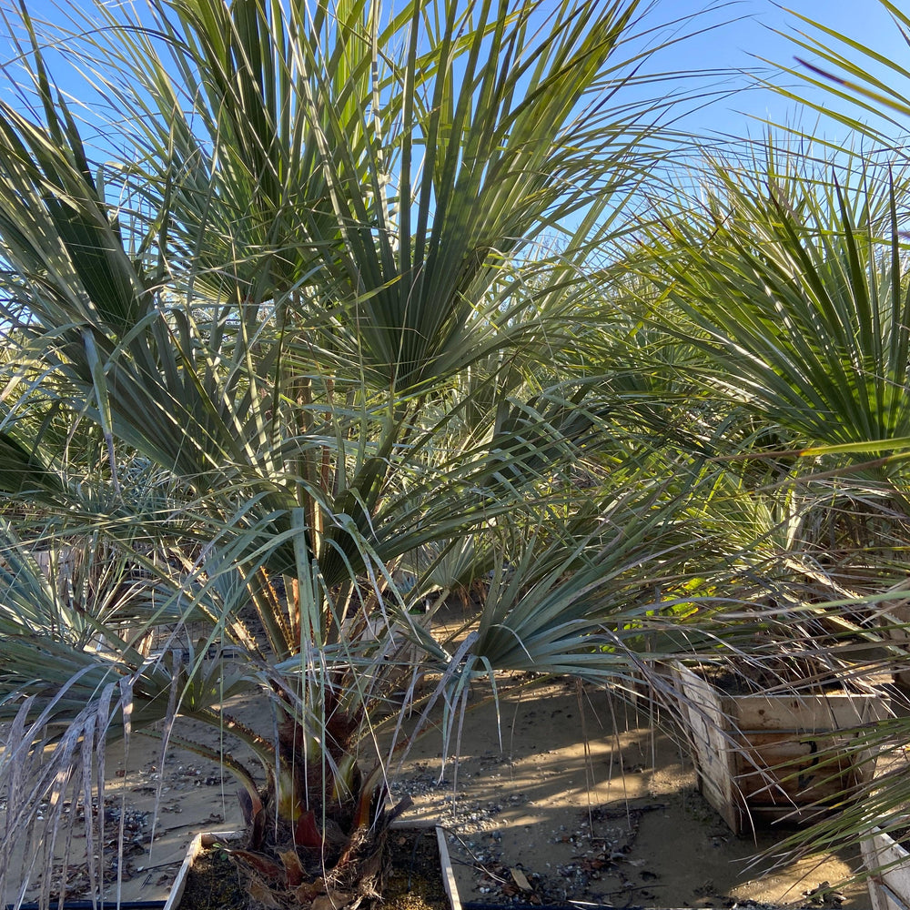 
                      
                        Blue Hesper Palm - Brahia Armata - Pulled Nursery
                      
                    