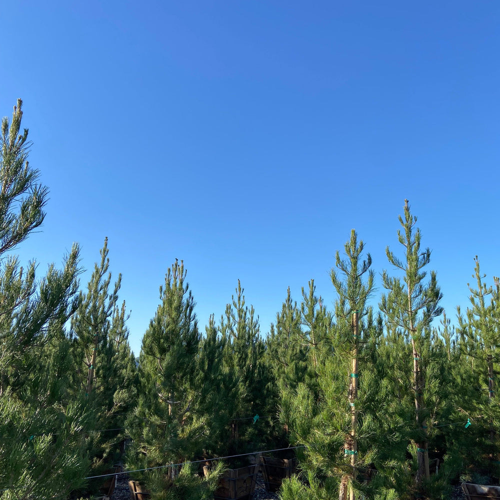 
                      
                        Mondell Pine - Pinus eldarica - Pulled Nursery
                      
                    