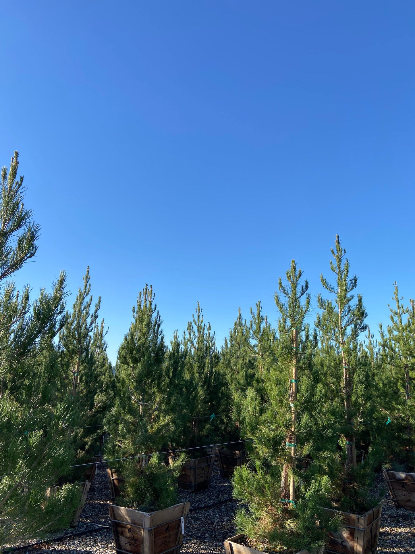 Mondell Pine - Pinus eldarica - Pulled Nursery