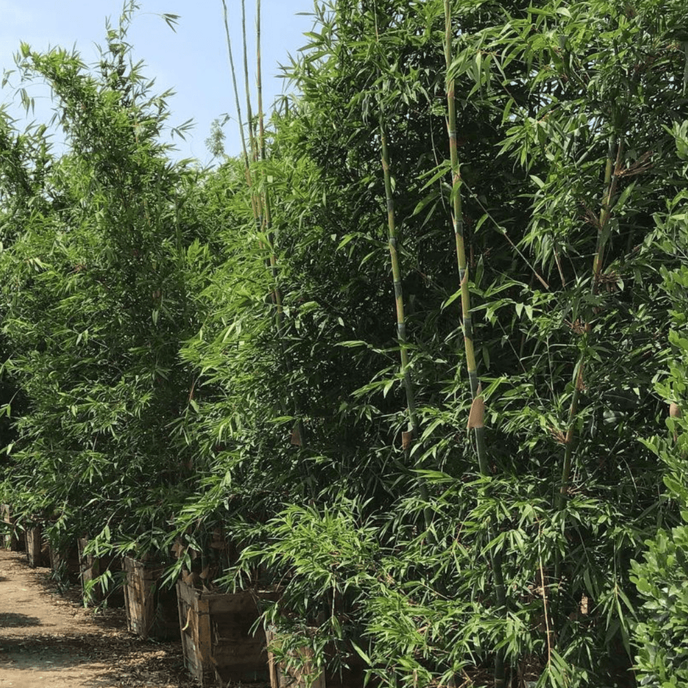 Clumping Giant Timber Bamboo - Bambusa oldhamii