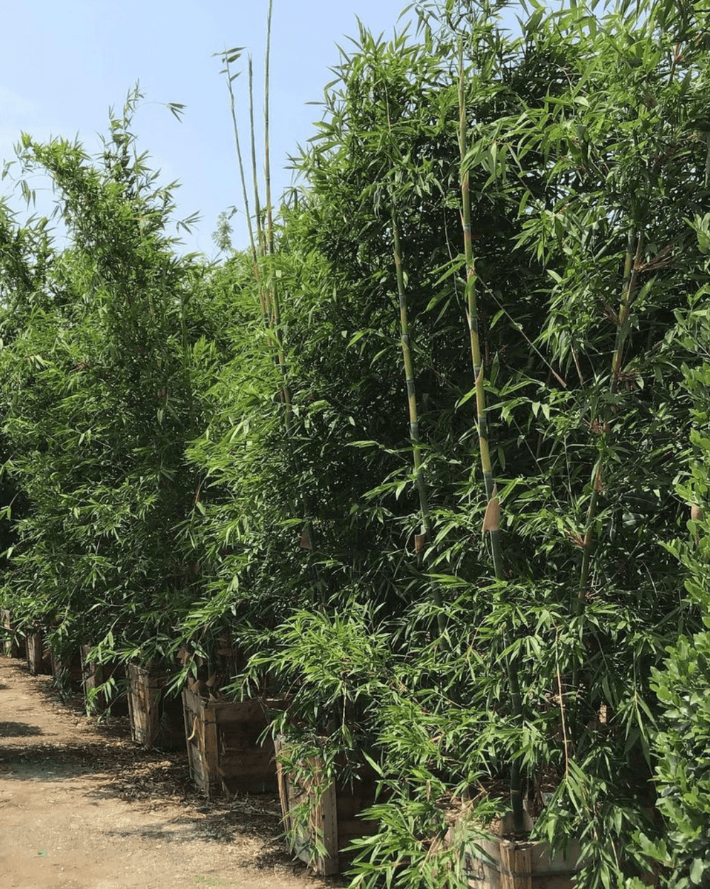 Clumping Giant Timber Bamboo - Bambusa oldhamii