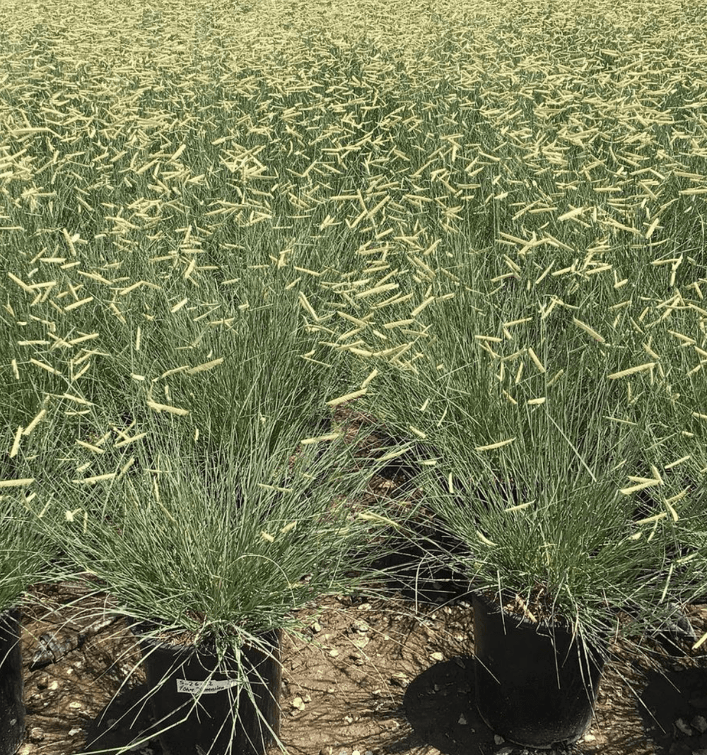 Blonde Ambition Blue Grama Grass - Bouteloua gracilis 'Blonde Ambition' - Pulled Nursery