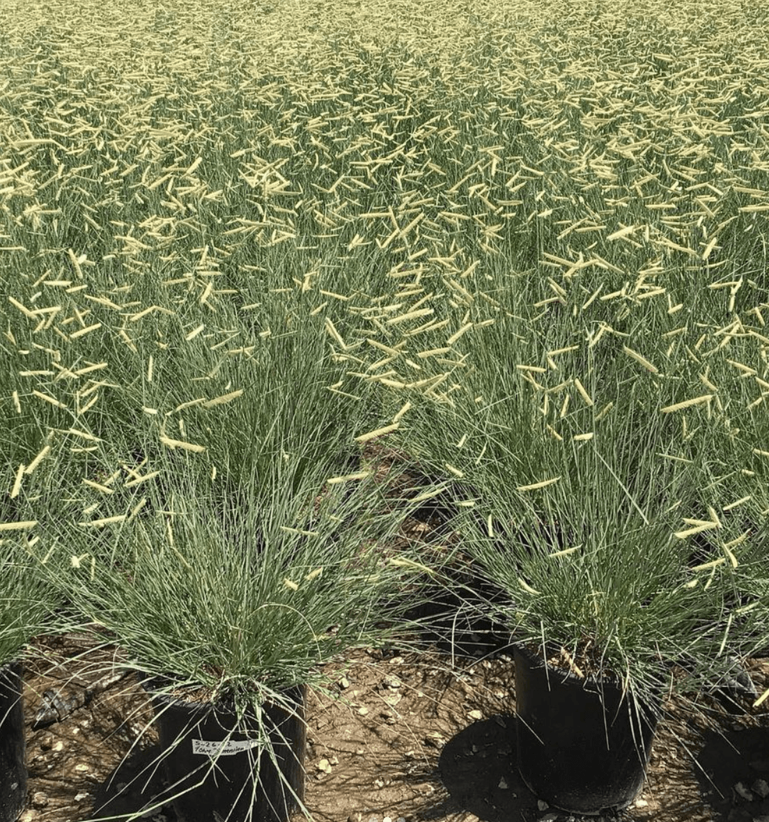 Blonde Ambition Blue Grama Grass - Bouteloua gracilis 'Blonde Ambition' - Pulled Nursery