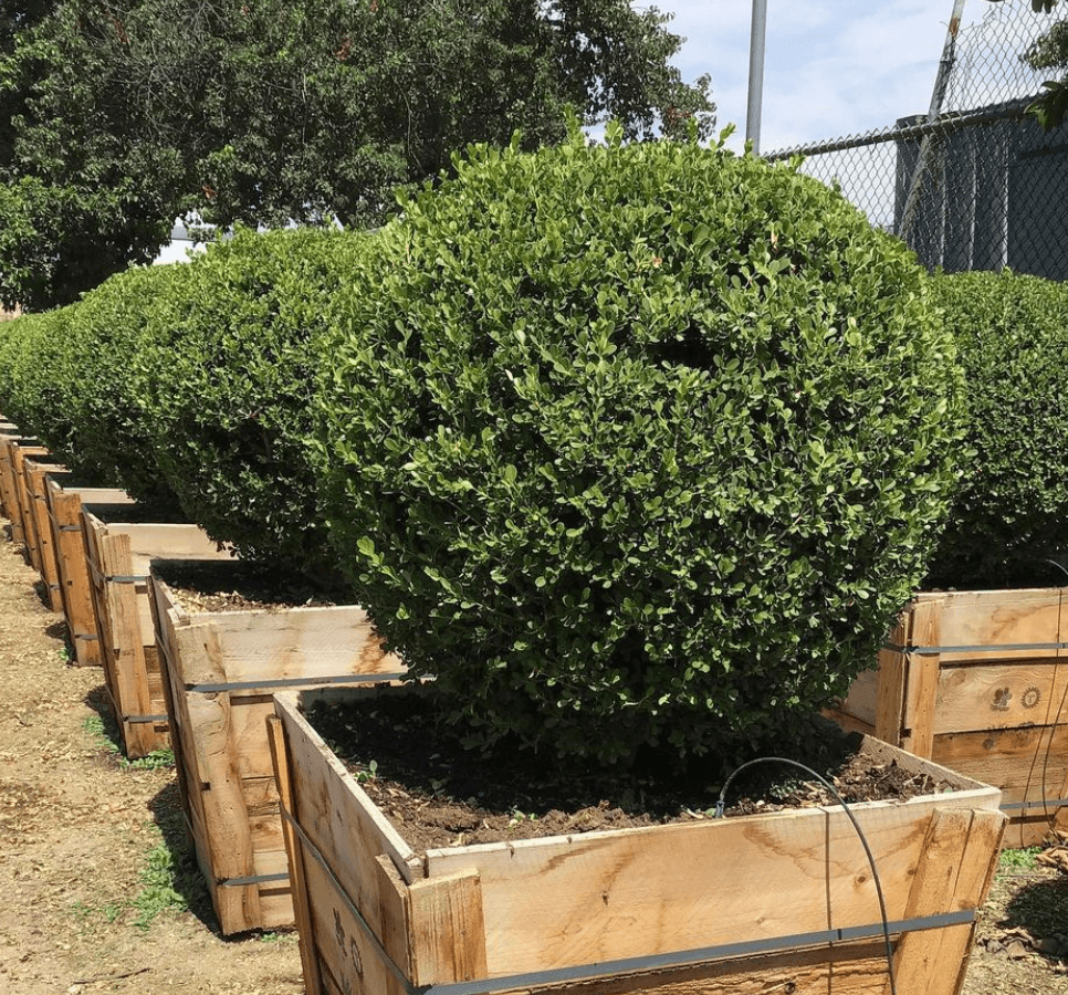 
                      
                        Japanese Boxwood (Buxus japonica ‘Green Beauty’)
                      
                    