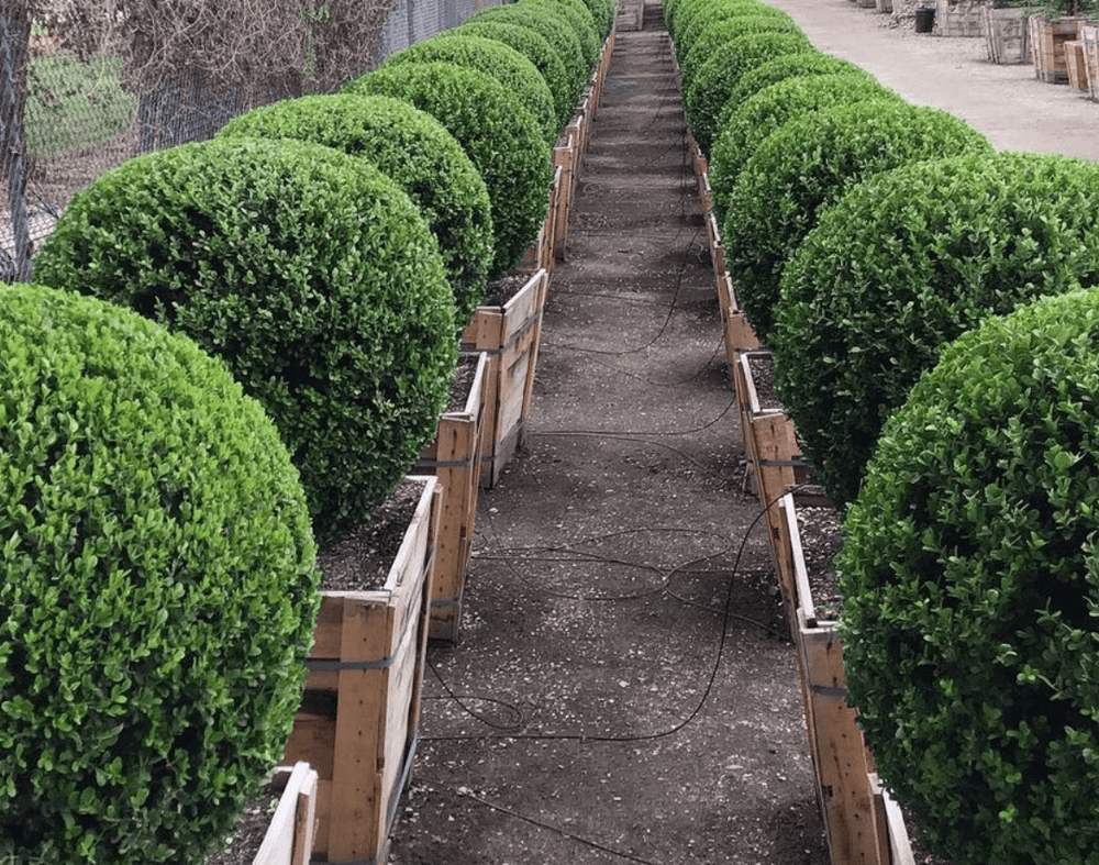 
                      
                        Japanese Boxwood (Buxus japonica ‘Green Beauty’)
                      
                    