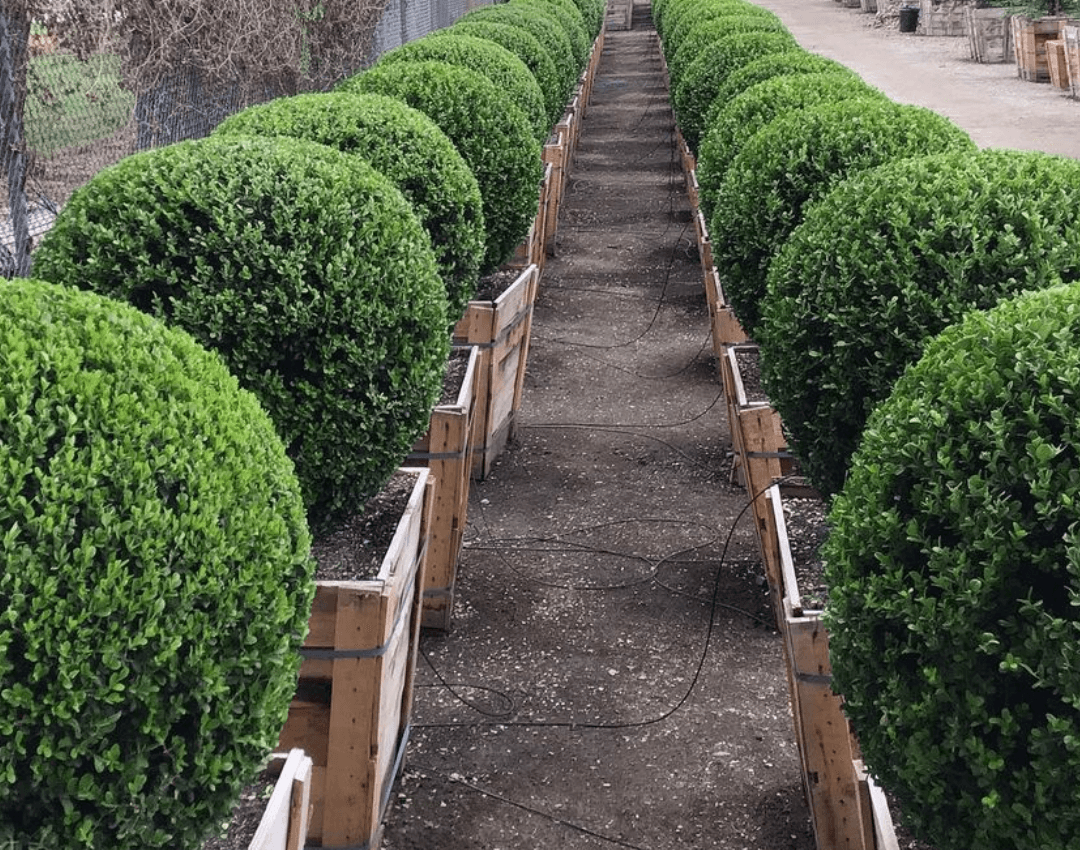 Square Boxwoods Globe Japanese Boxwood for Sale | Buxus japonica – Yardwork