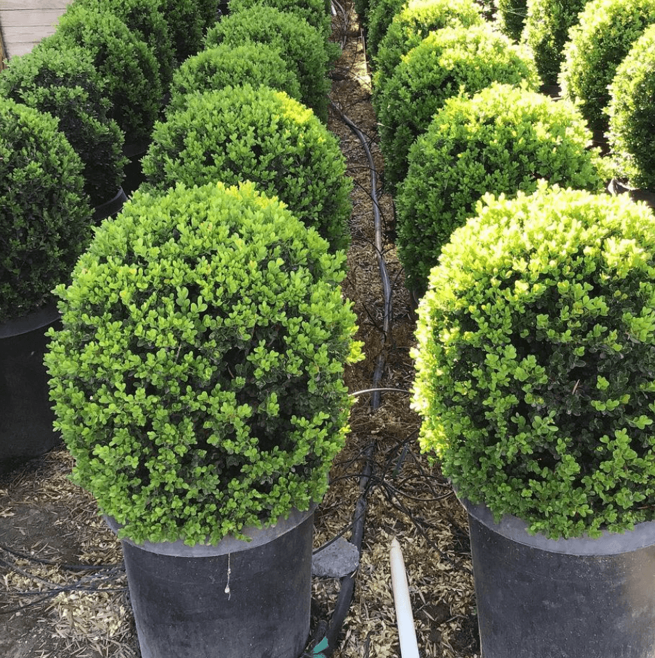 
                      
                        Japanese Boxwood (Buxus japonica ‘Green Beauty’)
                      
                    