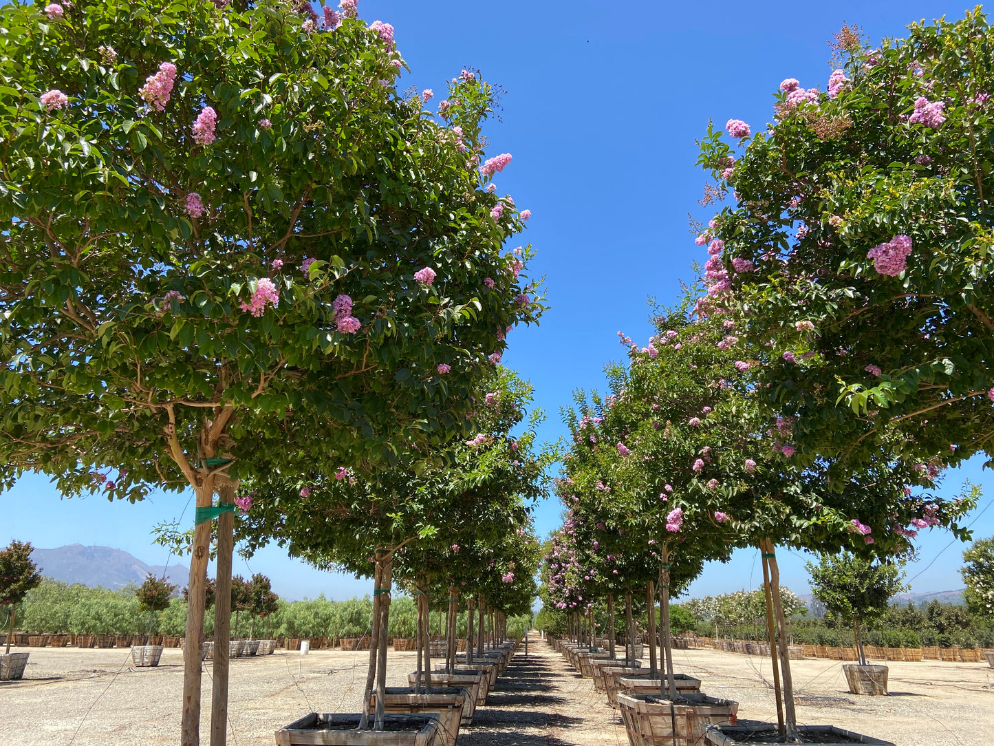 muskogee lavender crape myrtle tree Muskogee Crape Myrtle for Sale