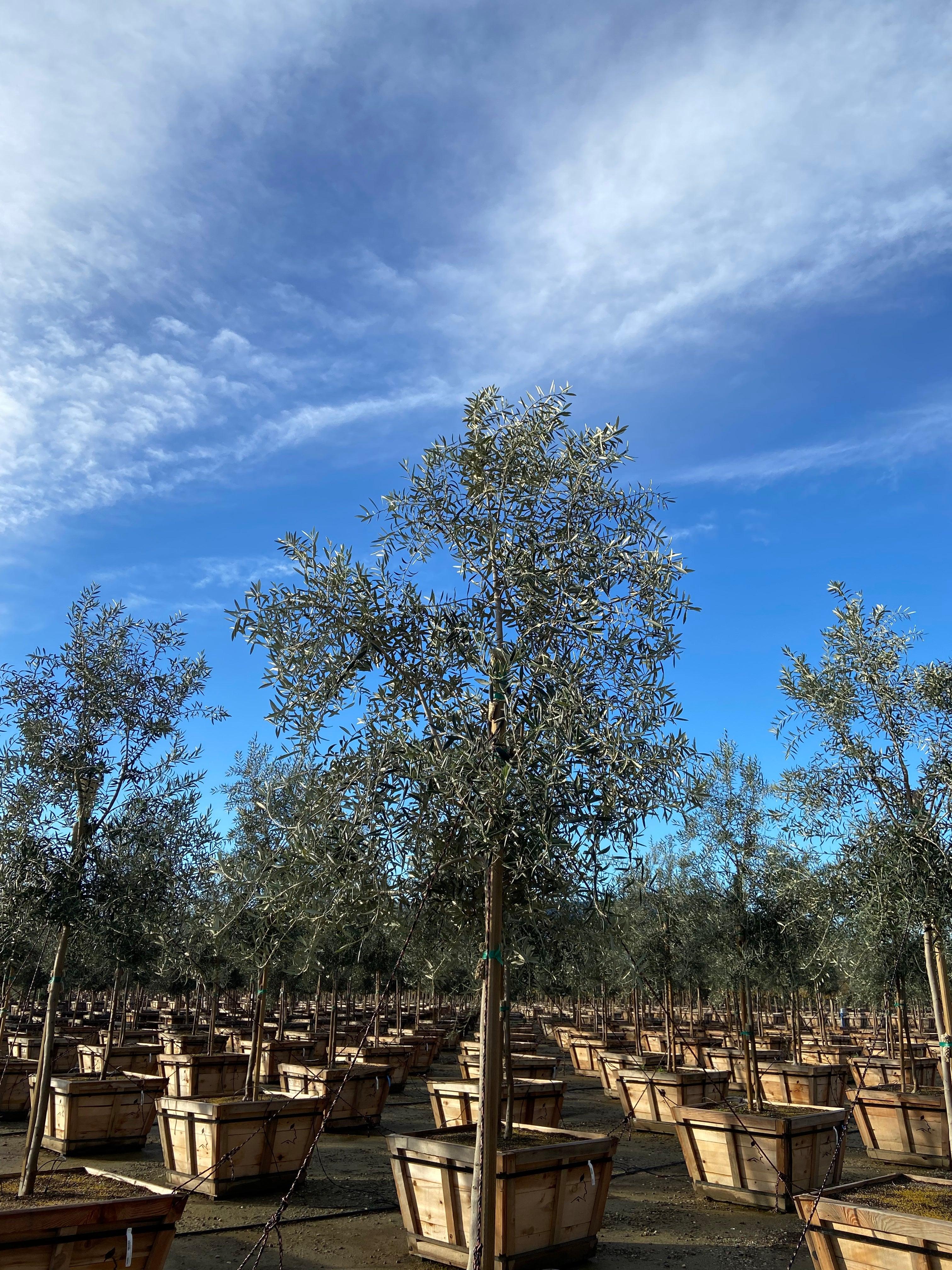 Swan Hill Olives® Olive Tree | Fruitless Olive Tree for Sale