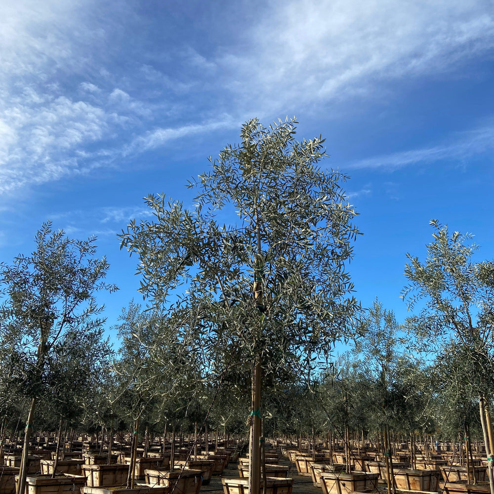 
                      
                        Swan Hill Olives® Fruitless Olive Tree - Olea Europaea 'Swan Hill' - Pulled Nursery
                      
                    