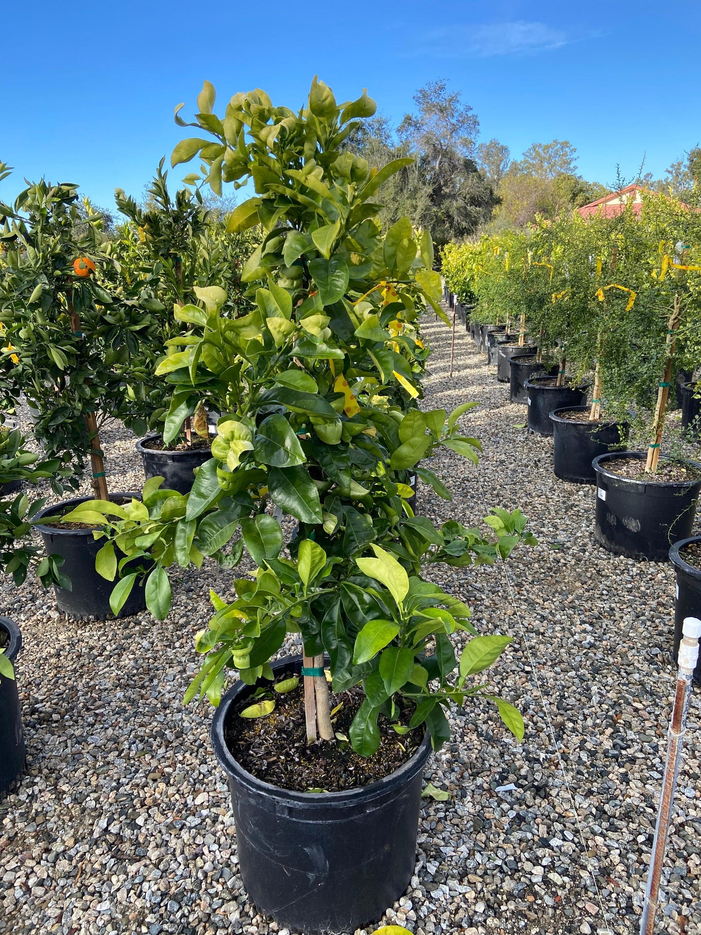 Star Ruby Grapefruit Tree - Pulled Nursery