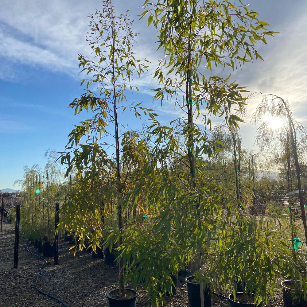 Lemon Scented Gum - Eucalyptus Citriodora - Pulled Nursery