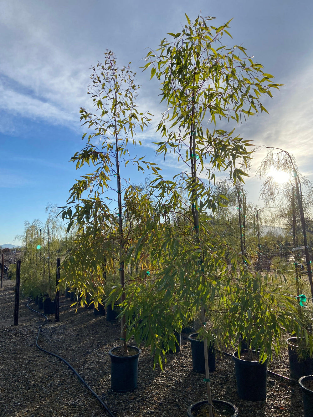 Lemon Scented Gum - Eucalyptus Citriodora - Pulled Nursery