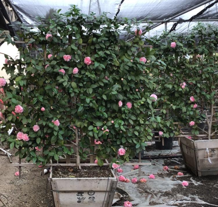 
                      
                        Debutante Camellia - Camellia japonica 'Debutante' - Pulled Nursery
                      
                    