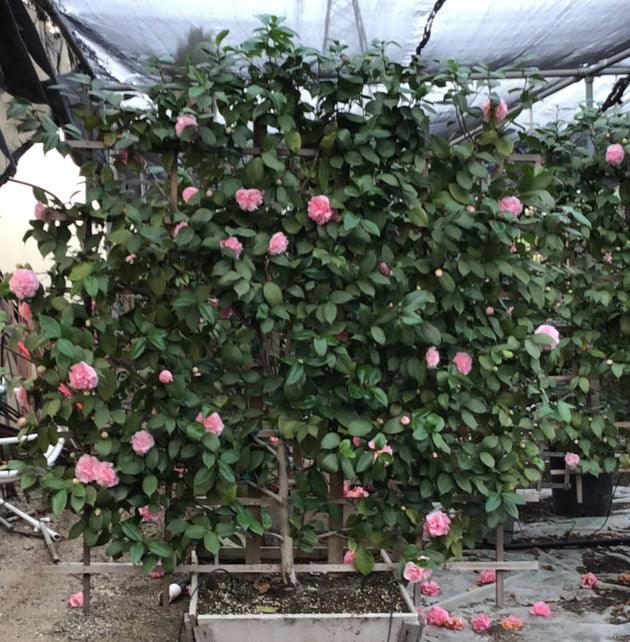 
                      
                        Debutante Camellia - Camellia japonica 'Debutante' - Pulled Nursery
                      
                    