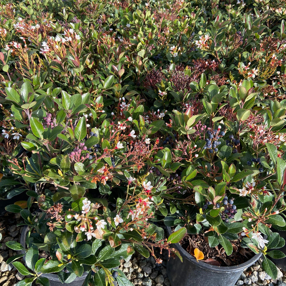 
                      
                        Indian Hawthorn Clara - Rhaphiolepis Indica Clara - Pulled Nursery
                      
                    