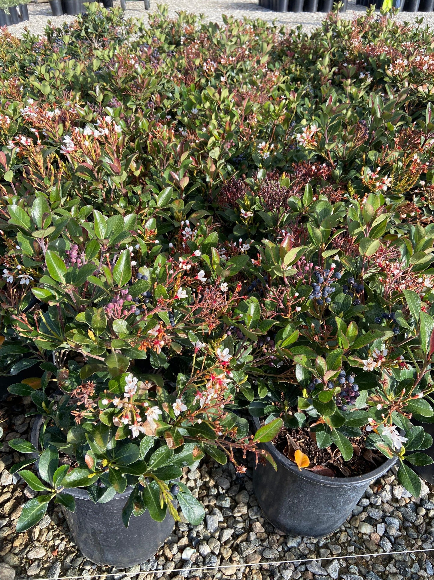 Indian Hawthorn Clara - Rhaphiolepis Indica Clara - Pulled Nursery