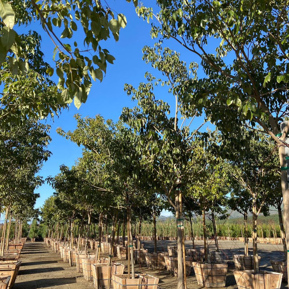 
                      
                        Pink Trumpet Tree (Tabebuia ipe) - Pulled Nursery
                      
                    