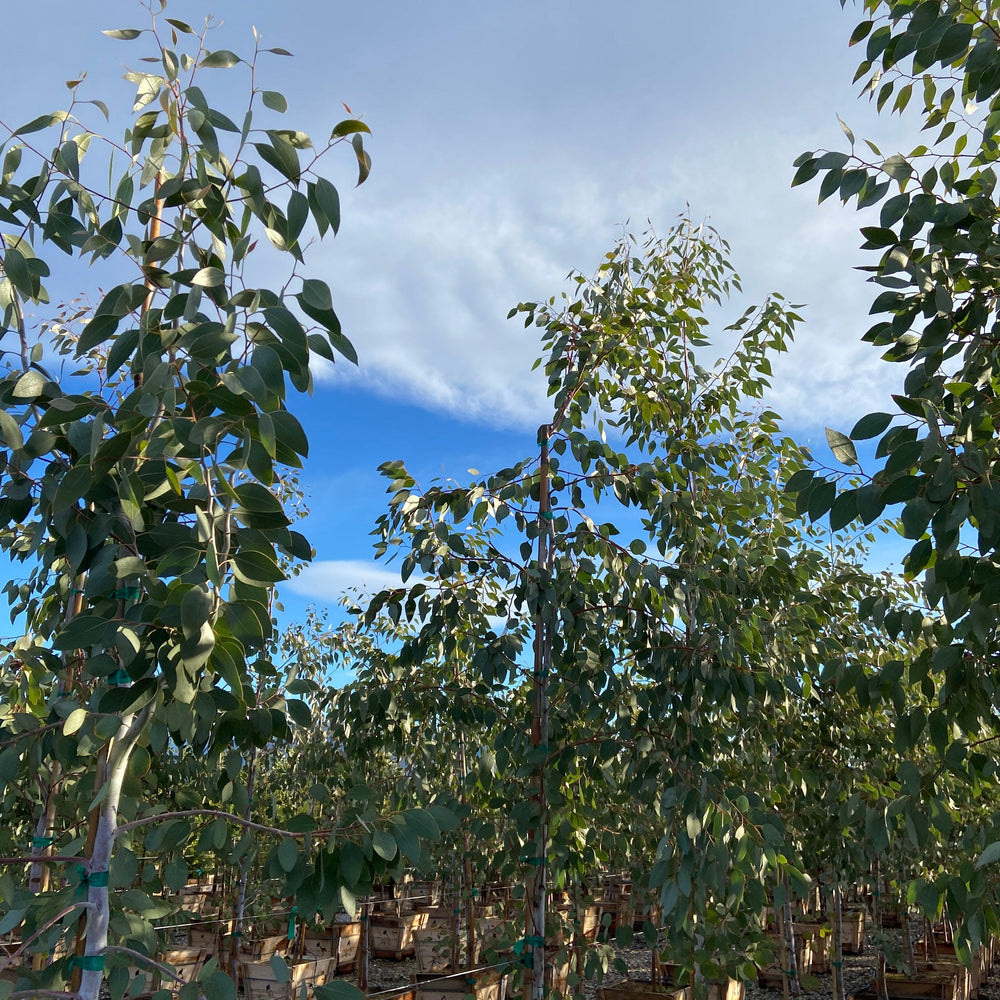 
                      
                        Orange Gum - Eucalyptus Prava - Pulled Nursery
                      
                    