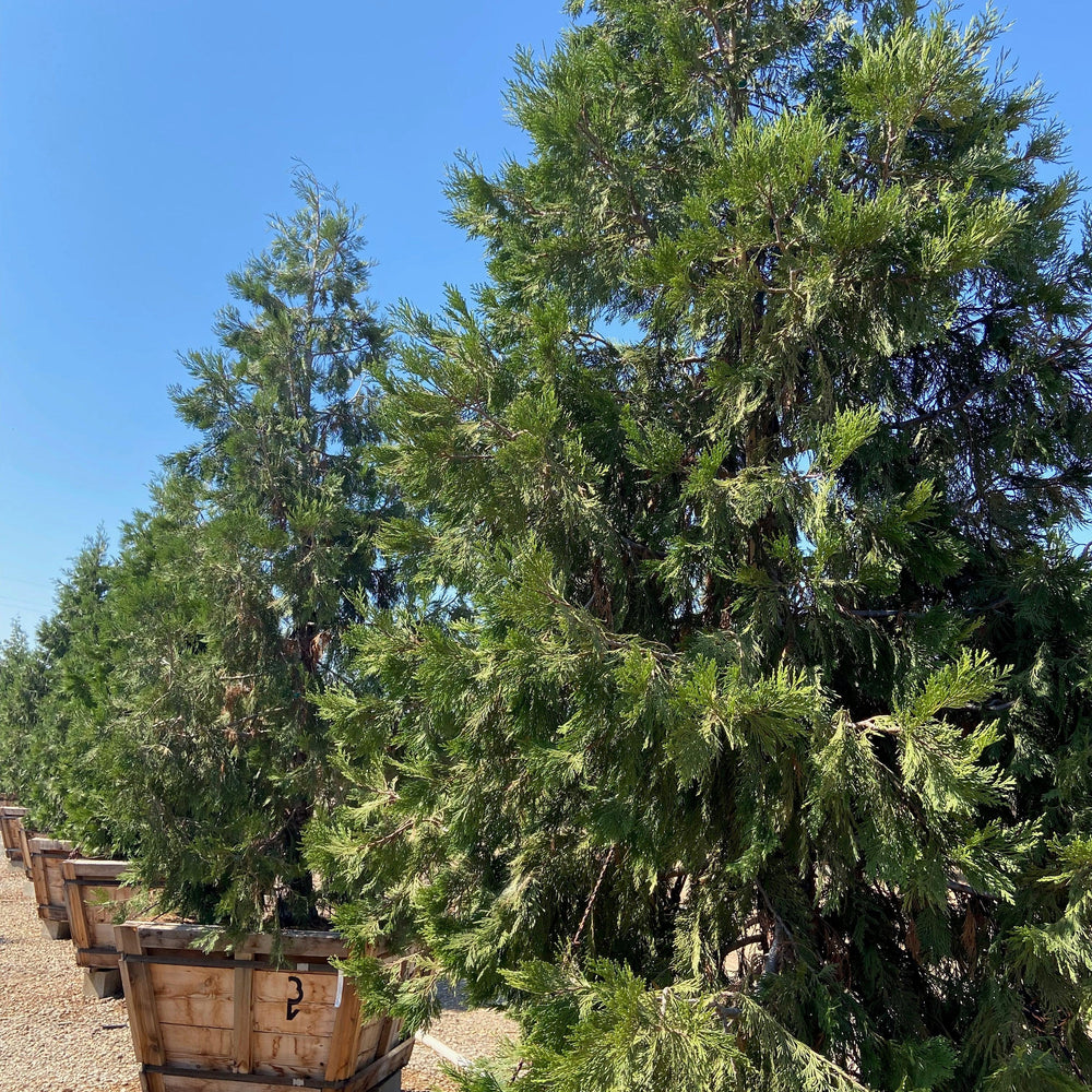 
                      
                        Incense Cedar (Calocedrus Decurrens) - Pulled Nursery
                      
                    