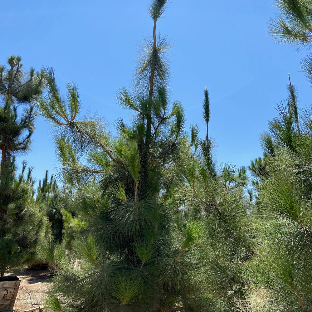 Canary Island Pine (Pinus Canariensis) - Pulled Nursery