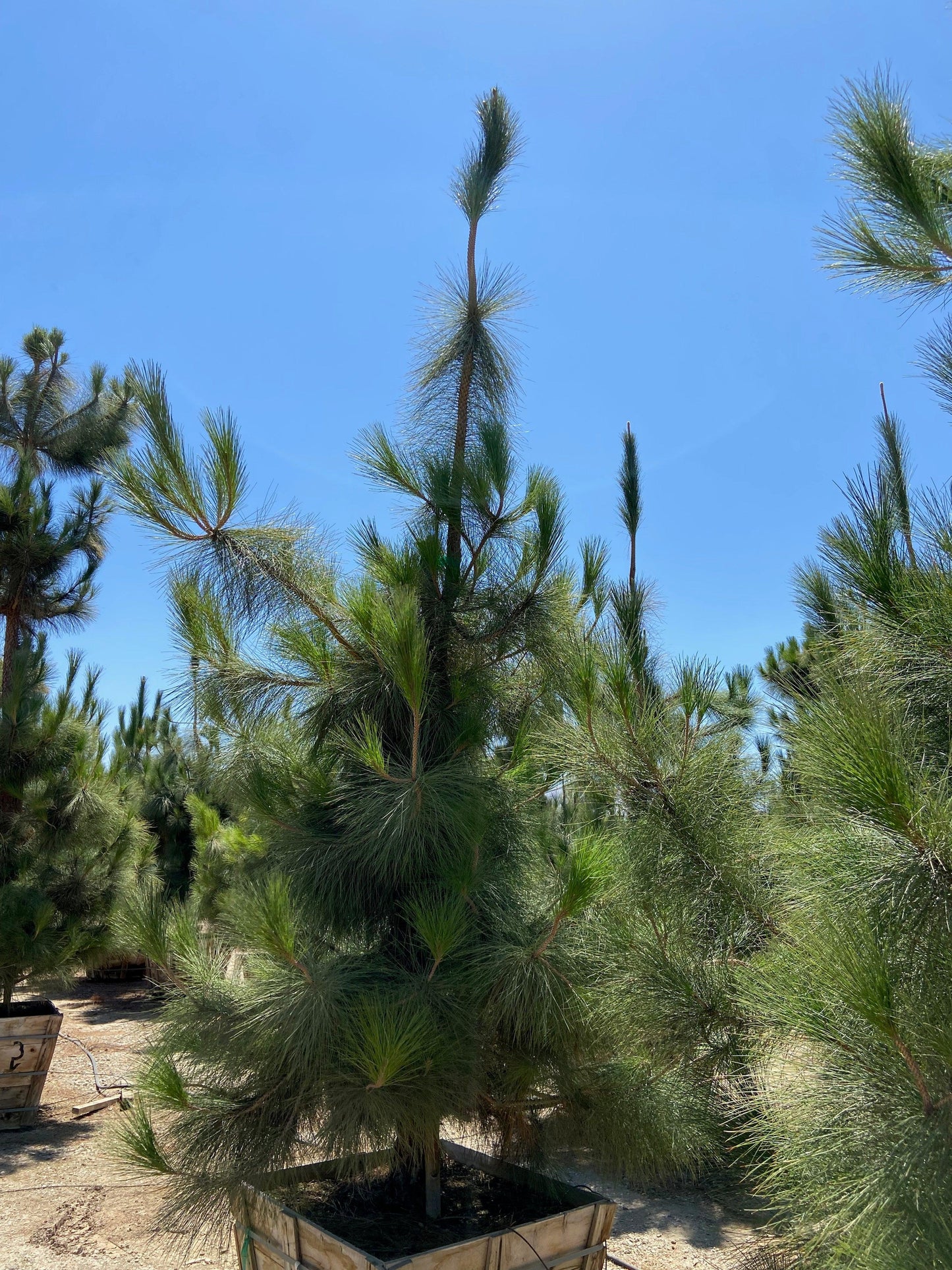 Canary Island Pine (Pinus Canariensis) - Pulled Nursery