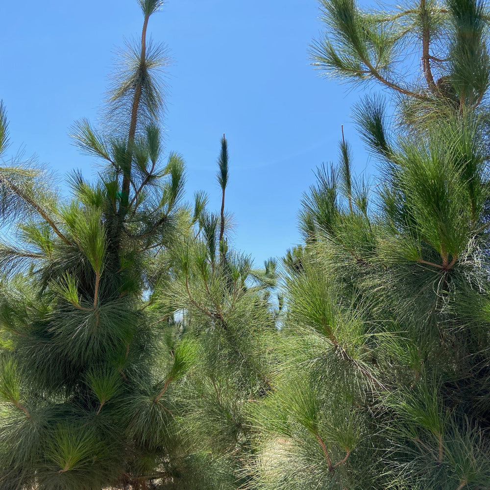 Canary Island Pine (Pinus Canariensis) - Pulled Nursery