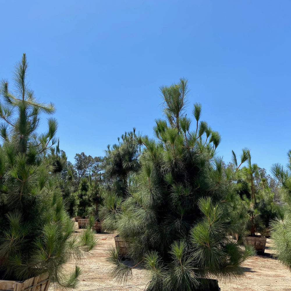 
                      
                        Canary Island Pine (Pinus Canariensis) - Pulled Nursery
                      
                    