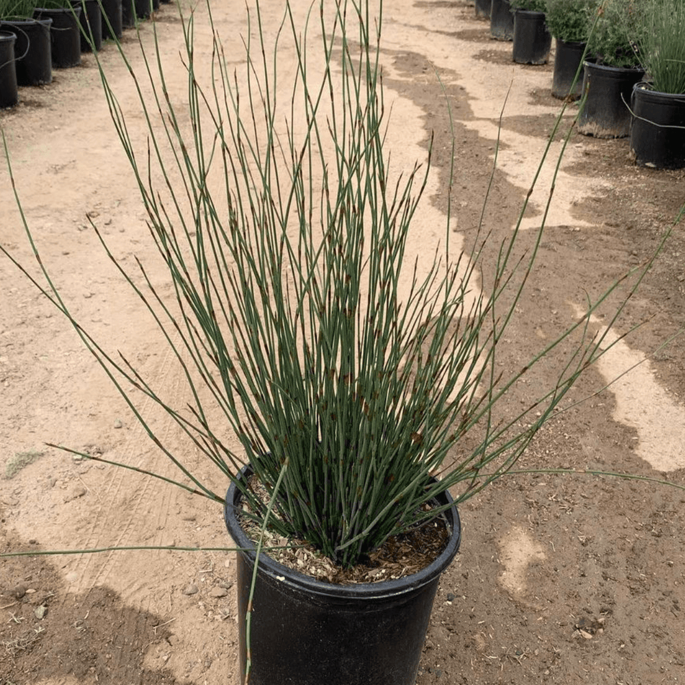 Chondropetalum tectorum - Cape Rush - Pulled Nursery