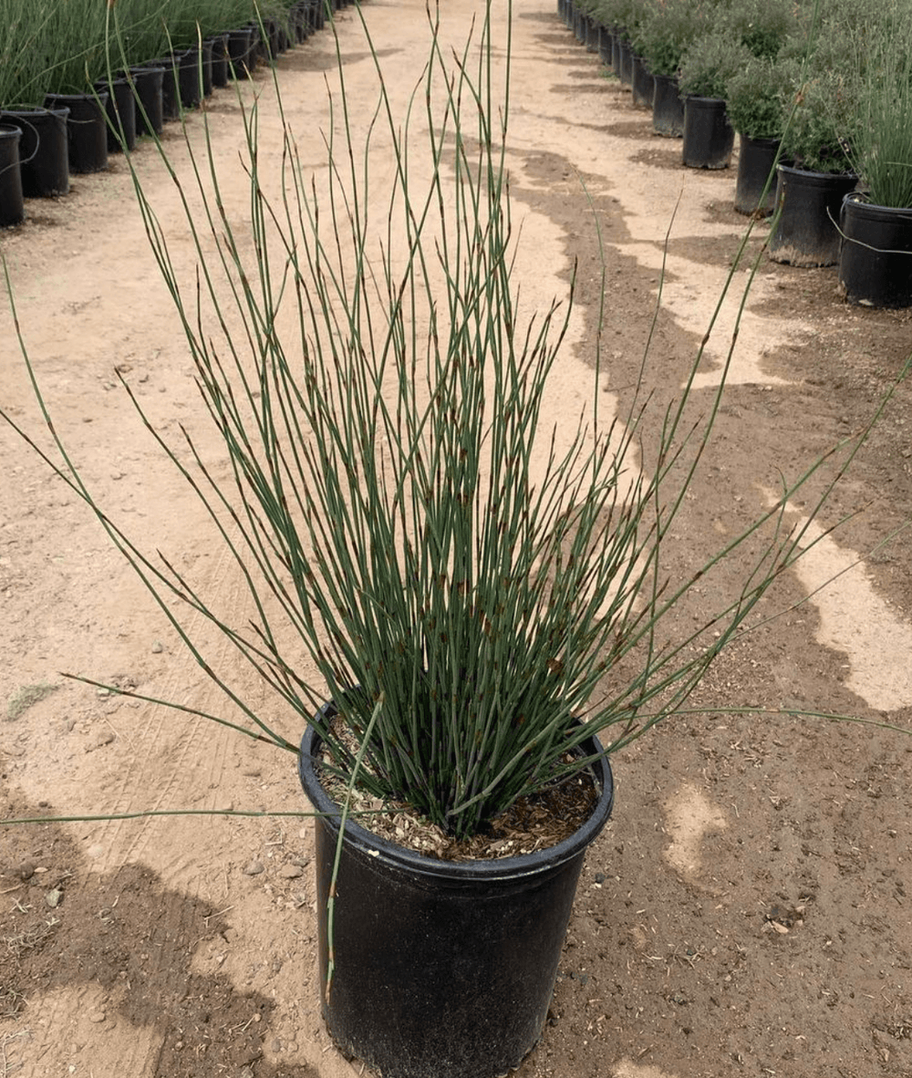 Chondropetalum tectorum - Cape Rush - Pulled Nursery