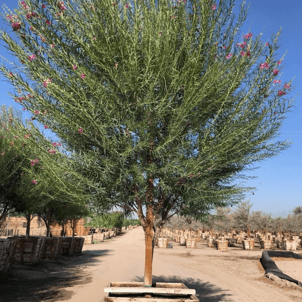 Desert Willow - Chilopsis linearis ‘Burgundy’ - Pulled Nursery