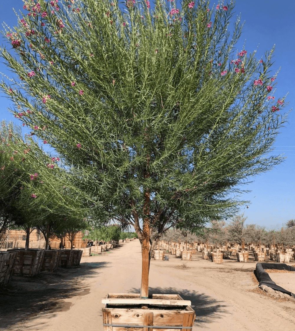 Desert Willow - Chilopsis linearis ‘Burgundy’ – Yardwork