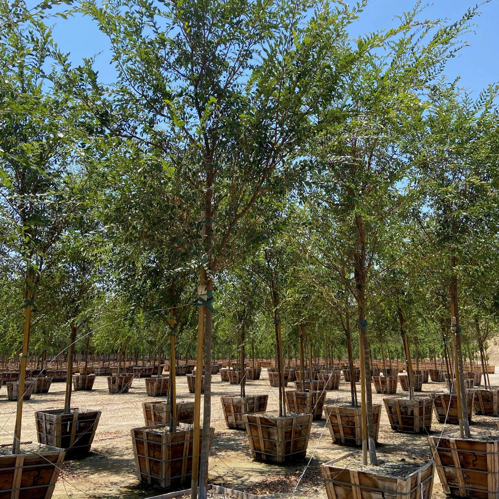 
                      
                        Chinese Elm True Green - Ulmus Parvifolia 'True Green' - Pulled Nursery
                      
                    