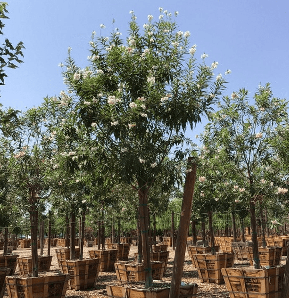 Chitalpa Morning Cloud - Pulled Nursery