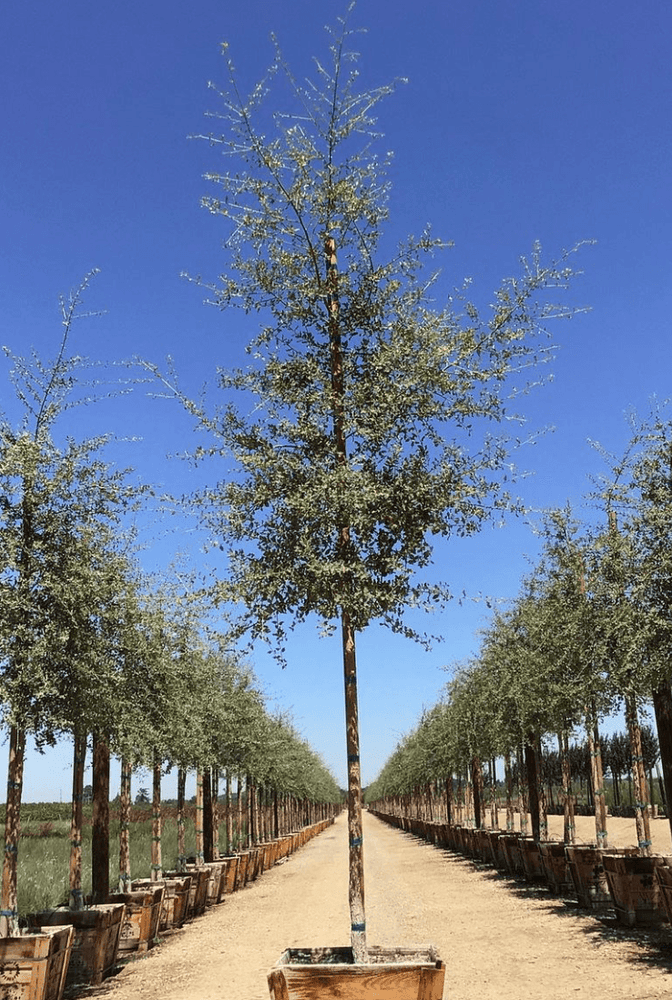 
                      
                        Cork Oak - Quercus Suber - Pulled Nursery
                      
                    