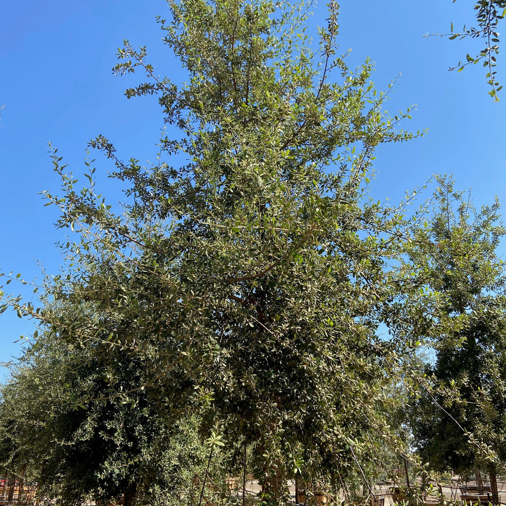 
                      
                        Cork Oak
                      
                    