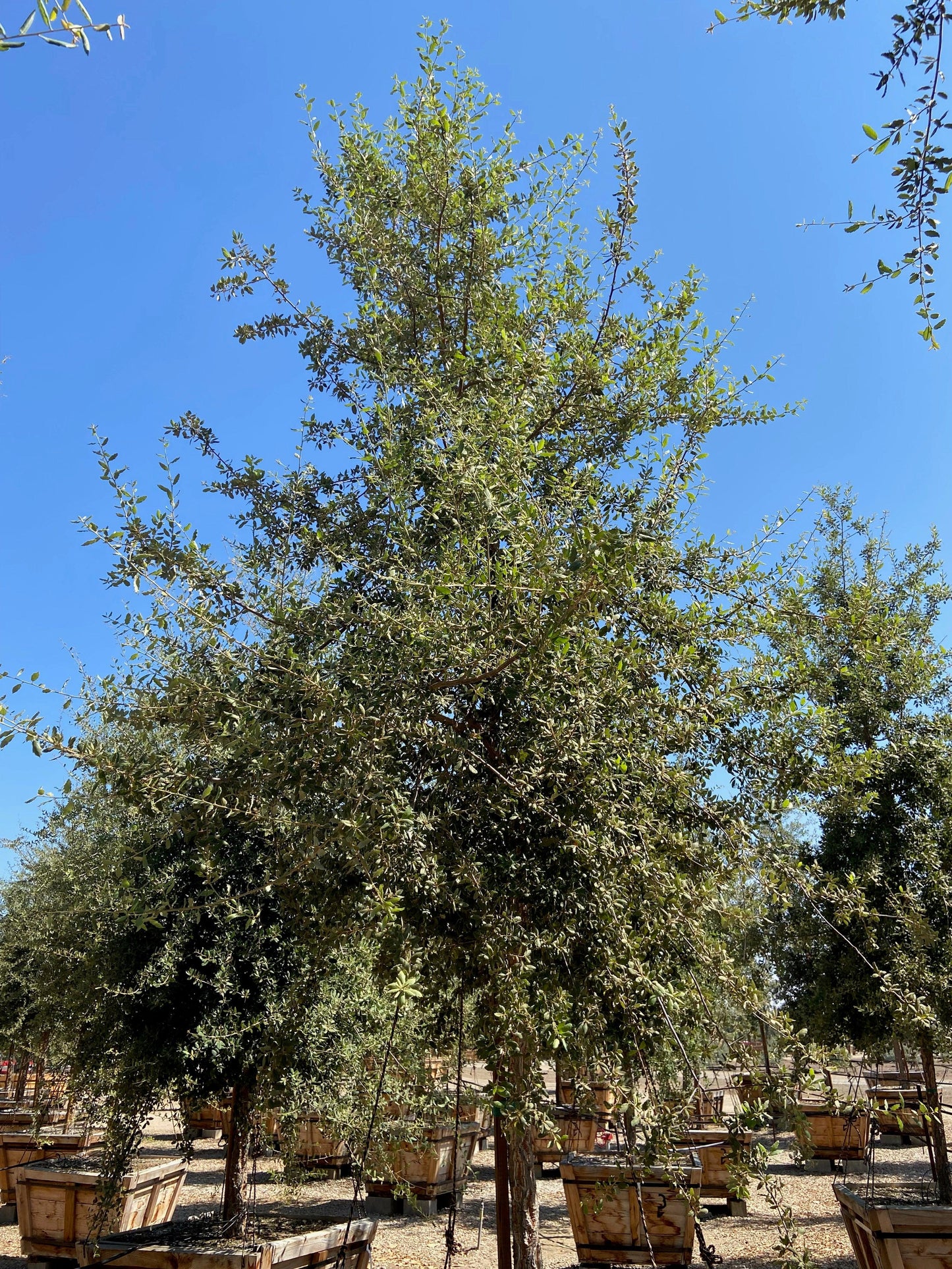 Cork Oak