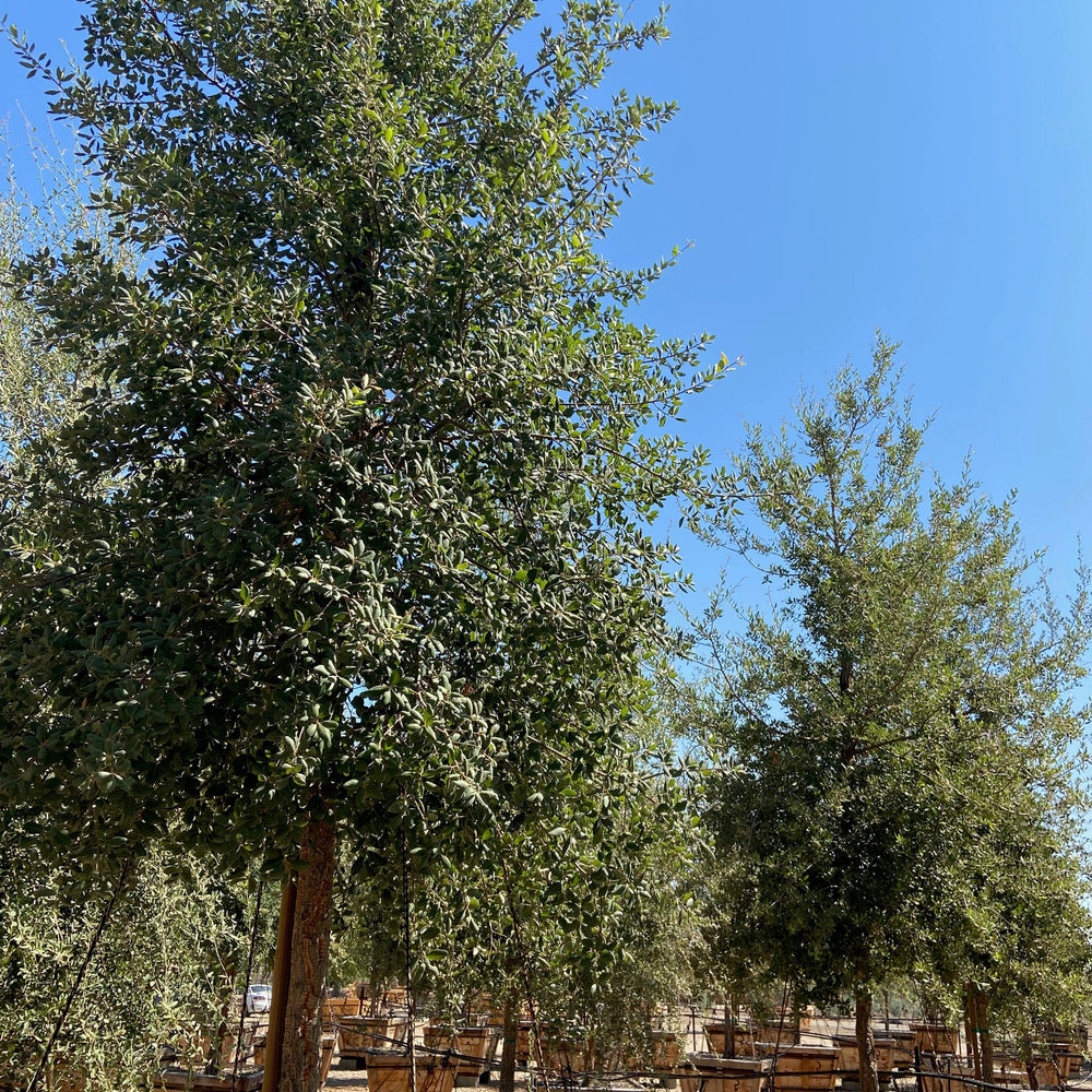 Cork Oak (Quercus Suber)