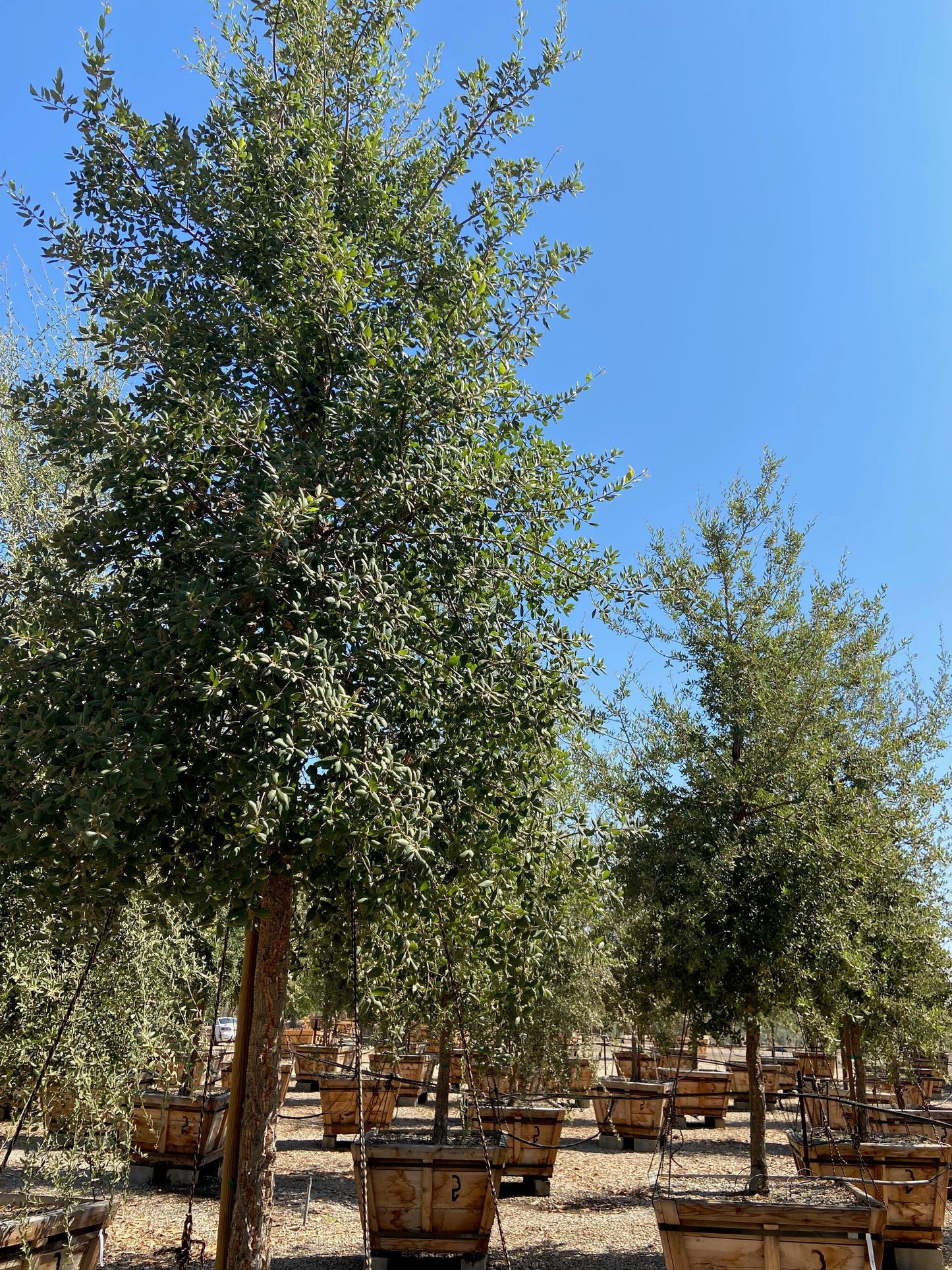 Cork Oak (Quercus Suber)