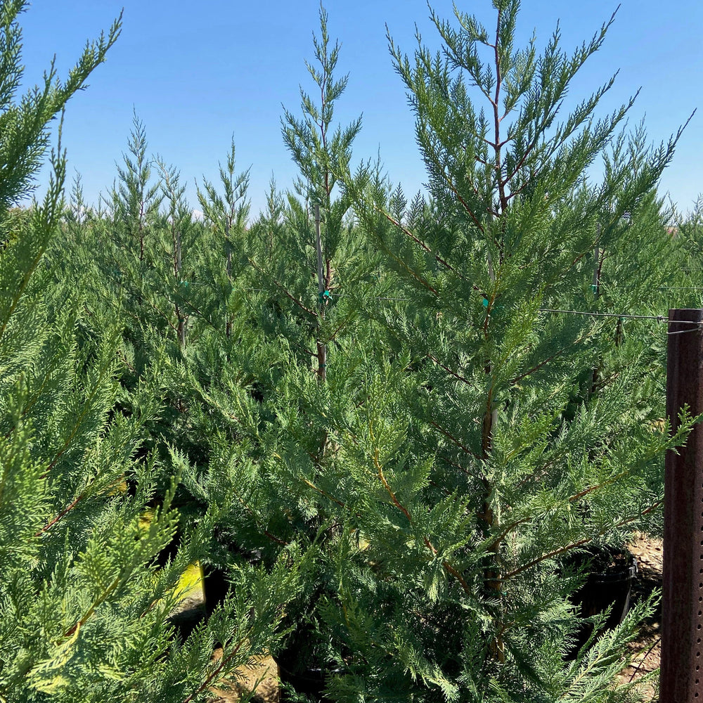 Leyland Cypress (Cupressocyparis leylandii) - Pulled Nursery