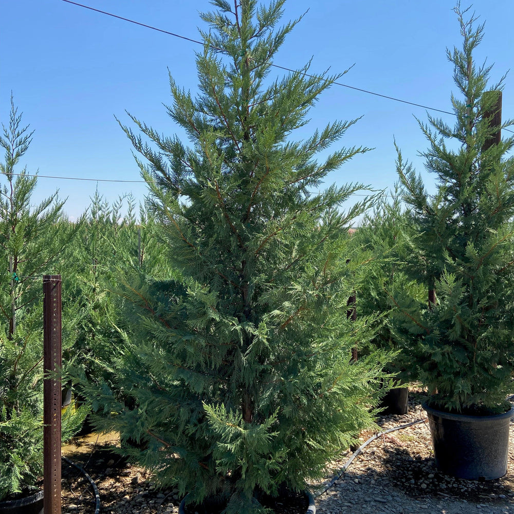 
                      
                        Leyland Cypress (Cupressocyparis leylandii) - Pulled Nursery
                      
                    