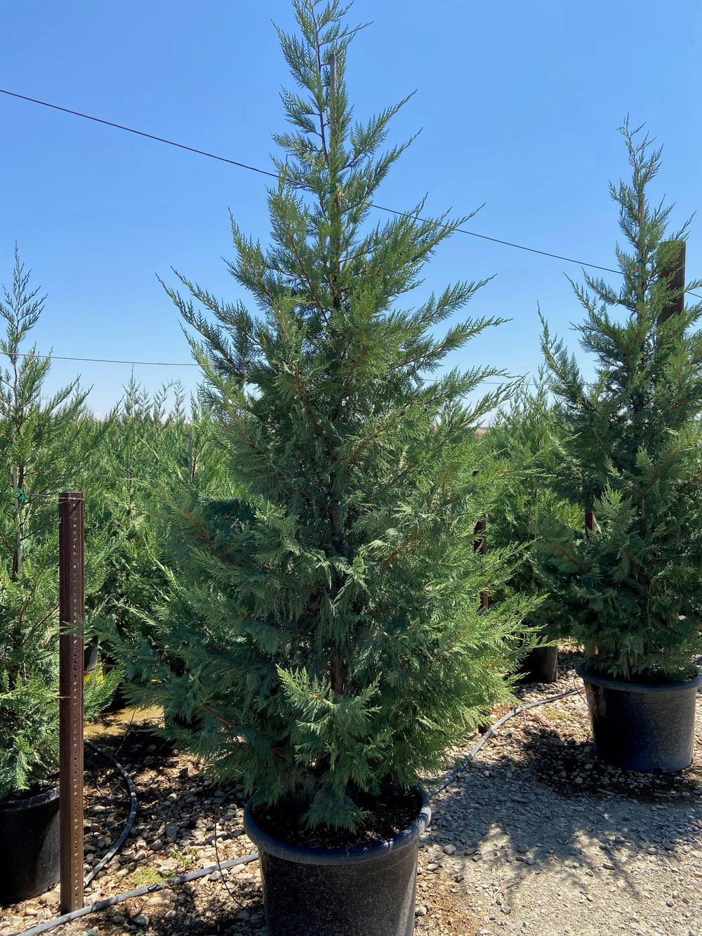 Leyland Cypress (Cupressocyparis leylandii) - Pulled Nursery