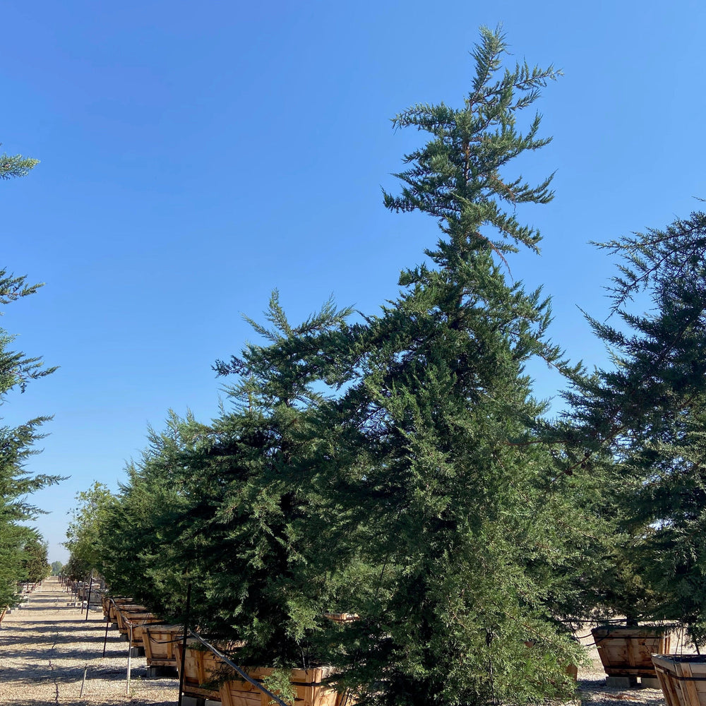 Monterey Cypress