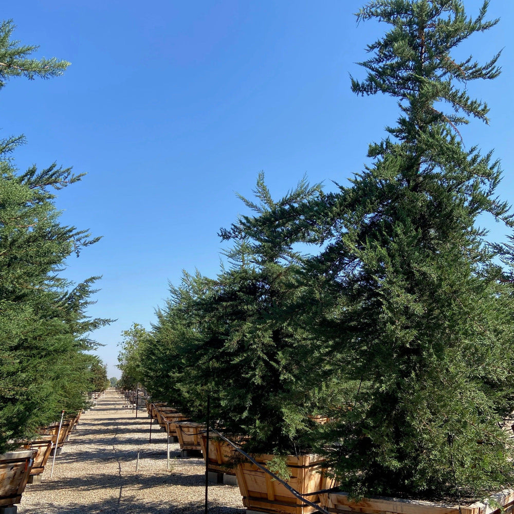 
                      
                        Monterey Cypress
                      
                    