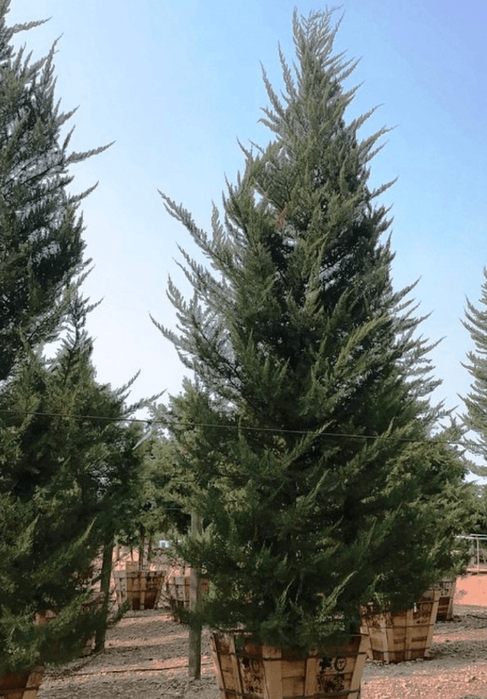 
                      
                        Monterey Cypress - Cupressus macrocarpa - Pulled Nursery
                      
                    